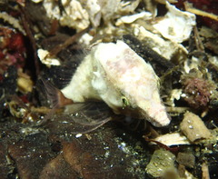 Rhamphocottus richardsonii