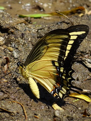 Heraclides androgeus