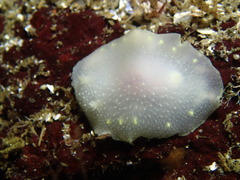 Cadlina
