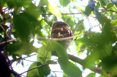 Glaucidium capense etchecopari