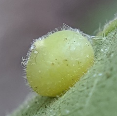 Caryomyia conoidea