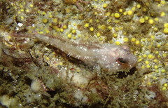 Artedius harringtoni