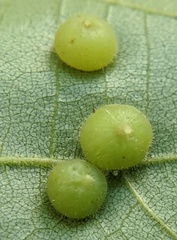 Caryomyia conoidea