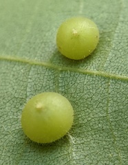 Caryomyia conoidea