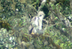 Pithecophaga jefferyi