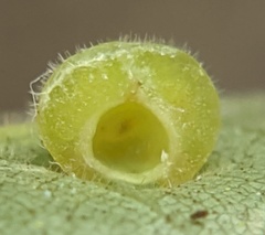 Caryomyia conoidea