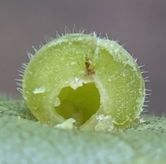 Caryomyia conoidea