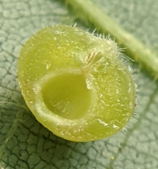 Caryomyia conoidea