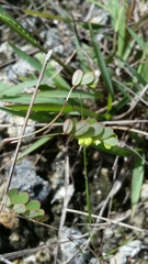 Phyllanthus pentaphyllus subsp. pentaphyllus image