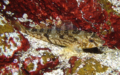 Whitespotted Greenling