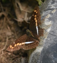 Adelpha olynthia
