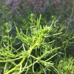 Salsola kali