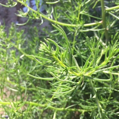 Salsola kali
