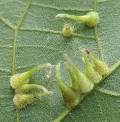 Caryomyia inclinata
