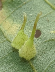 Caryomyia inclinata