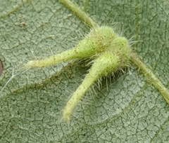 Caryomyia inclinata