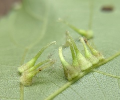 Caryomyia inclinata