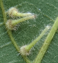 Caryomyia inclinata
