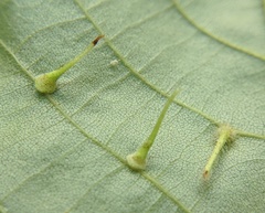 Caryomyia inclinata