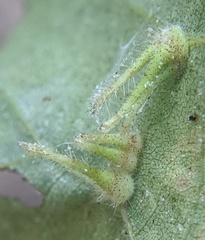 Caryomyia inclinata