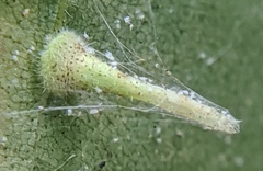 Caryomyia inclinata