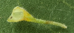 Caryomyia inclinata