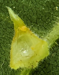 Caryomyia inclinata