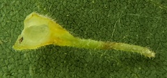 Caryomyia inclinata
