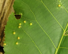 Caryomyia conoidea