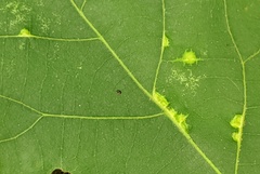 Caryomyia inclinata