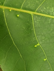 Caryomyia inclinata