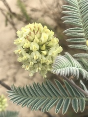 Astragalus pycnostachyus pycnostachyus