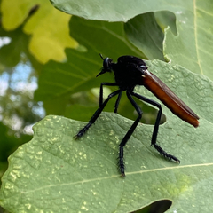 Archilestris magnificus