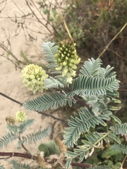 Astragalus pycnostachyus pycnostachyus