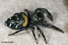 Paraphidippus basalis