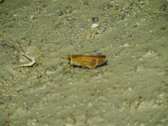 Panoquina lucas
