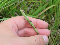 Spiranthes vernalis