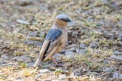 Pseudonigrita arnaudi