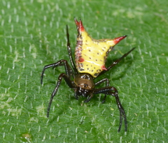 Micrathena crassa