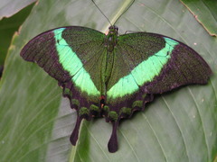 Papilio palinurus