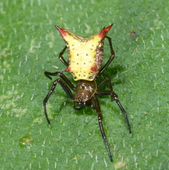 Micrathena crassa