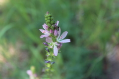 Sidalcea oregana oregana
