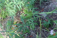 Sidalcea oregana oregana