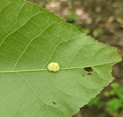 Caryomyia inclinata