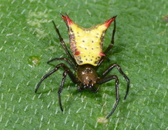 Micrathena crassa