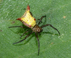 Micrathena crassa
