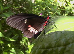 Parides panares