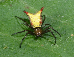 Micrathena crassa