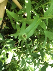 Calycomyza promissa