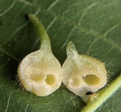 Caryomyia ansericollum